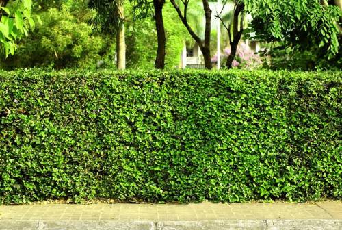 hedge